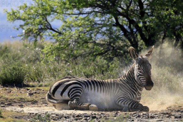 Cape Mountain Zebra (Equus zebra zebra), adult, sand bath, grooming, Mountain Zebra National Park, Eastern Cape, South Africa