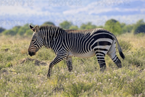 Cape Mountain Zebra (Equus zebra zebra), adult, foraging, Mountain Zebra National Park, Eastern Cape, South Africa