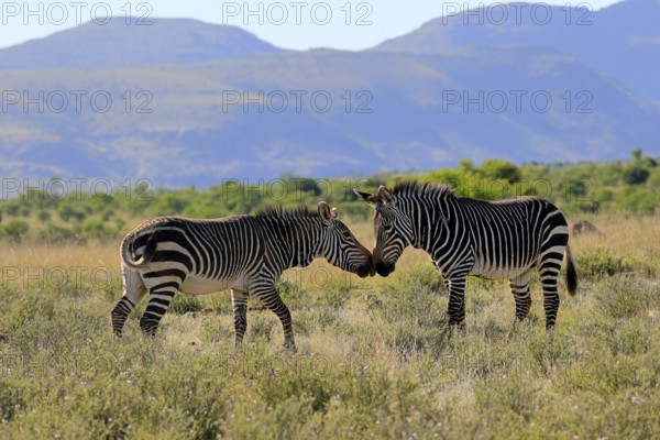 Cape Mountain Zebra (Equus zebra zebra), adult, two, social behaviour, Mountain Zebra National Park, Eastern Cape, South Africa