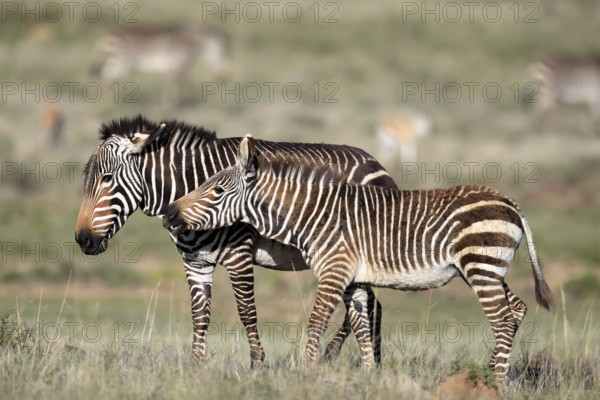 Cape Mountain Zebra (Equus zebra zebra), adult, female, mother, juvenile, social behaviour, Mountain Zebra National Park, Eastern Cape, South Africa
