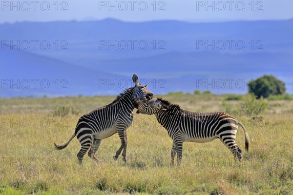 Cape Mountain Zebra (Equus zebra zebra), adult, two, fighting, social behaviour, Mountain Zebra National Park, Eastern Cape, South Africa