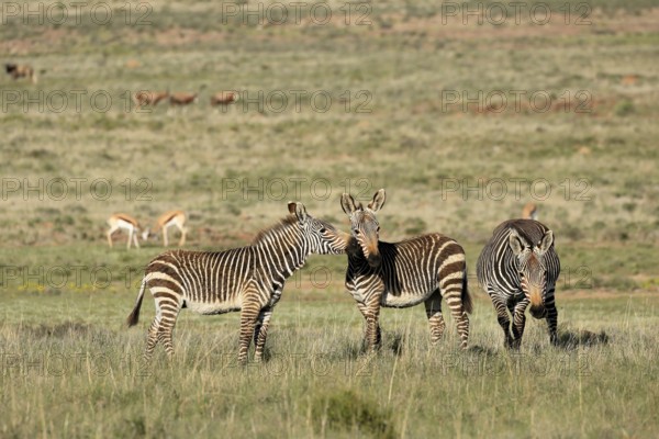 Cape Mountain Zebra (Equus zebra zebra), adult, three, group, social behaviour, foraging, Mountain Zebra National Park, Eastern Cape, South Africa