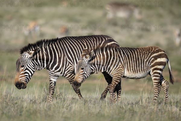 Cape Mountain Zebra (Equus zebra zebra), adult, female, mother, young, foraging, Mountain Zebra National Park, Eastern Cape, South Africa