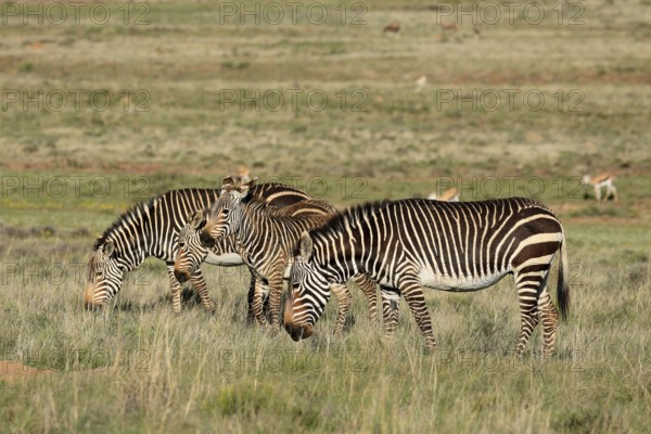 Cape Mountain Zebra (Equus zebra zebra), adult, four, group, foraging, Mountain Zebra National Park, Eastern Cape, South Africa