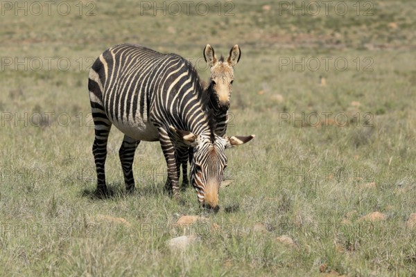 Cape Mountain Zebra (Equus zebra zebra), adult, female, mother, juvenile, social behaviour, feeding, Mountain Zebra National Park, Eastern Cape, South Africa