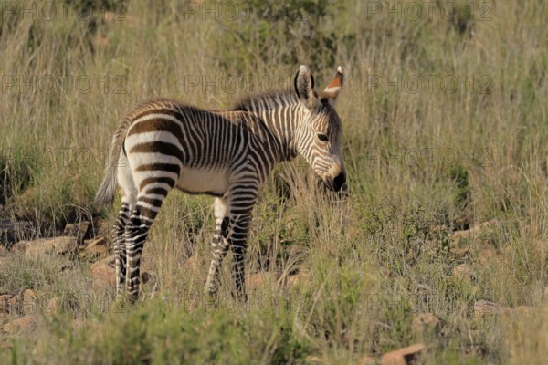 Cape Mountain Zebra (Equus zebra zebra), young animal, foraging, Mountain Zebra National Park, Eastern Cape, South Africa