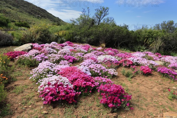 Lampranthus multiradiatus, midday flower, flowering, Karoo Desert Botanic Garden, Worcester, Western Cape, South Africa
