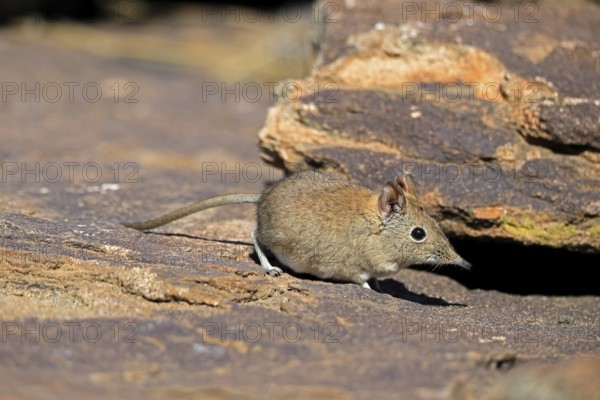 Short-eared elephant shrew (Macroscelides probosideus), adult, foraging, Mountain Zebra National Park, Eastern Cape, South Africa