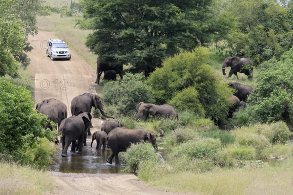 Kruger National Park, South Africa, Africa, riverbed, flooded road, landscape, African elephants, herd, car, vehicle, tourism