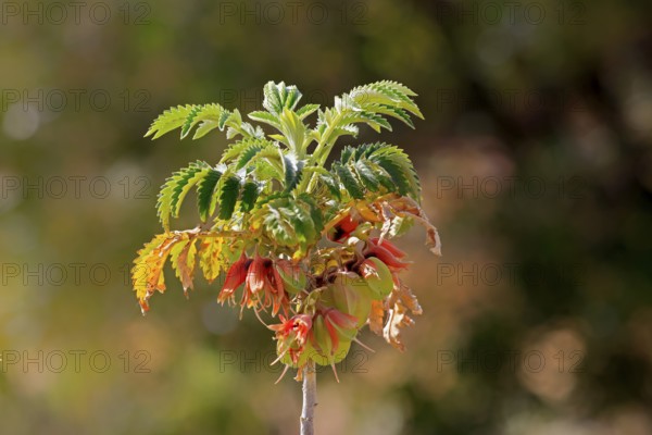 Honeybush (Melianthus comosus), flower, flowering, Karoo Botanic Gardens, Worcester, Western Cape, South Africa