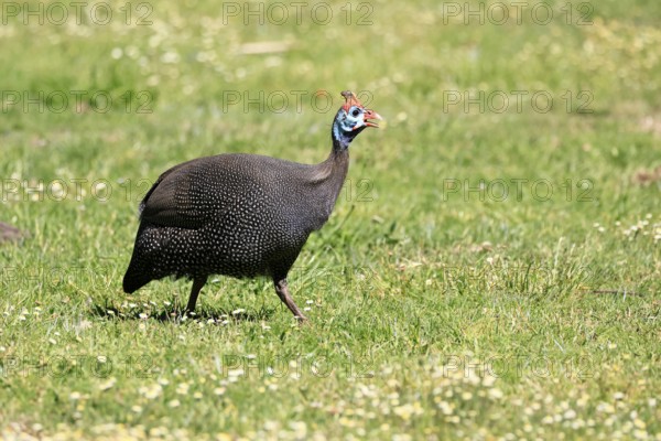 Helmeted guineafowl (Numida meleagris), adult, calling, running, foraging, Kirstenbosch Botanical Gardens, Cape Town, South Africa