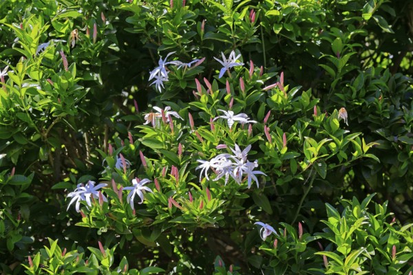 African jasmine (Jasminum multipartitum), flower, in bloom, Kirstenbosch Botanical Gardens, Cape Town, South Africa