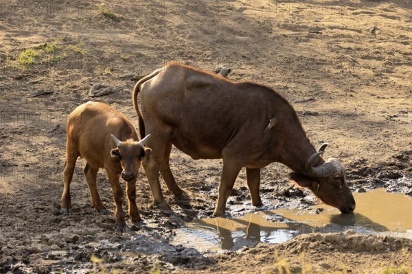 Cape buffalo (Syncerus caffer), adult, female, juvenile, drinking, water, Kruger, Kruger National Park, South Africa