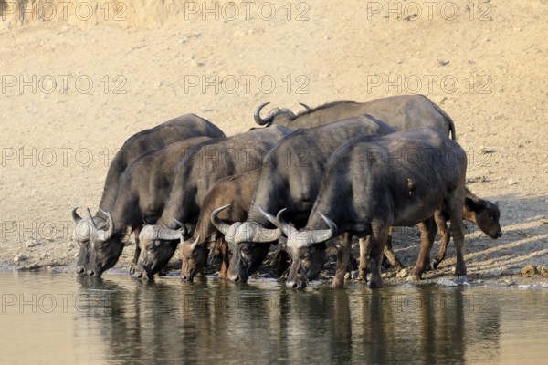 Cape buffalo (Syncerus caffer), adult, young animal, drinking, water, herd, Kruger, Kruger National Park, South Africa