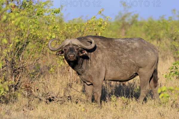 Cape buffalo (Syncerus caffer), adult, male, alert, foraging, Kruger, Kruger National Park, South Africa