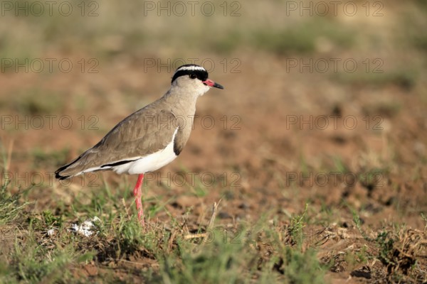 Crowned Lapwing (Vanellus coronatus) adult, vigilant, foraging, Mountain Zebra National Park, South Africa