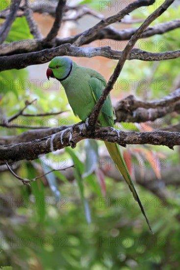 Collared Conure (Psittacula krameri), Alexander's Conure, adult male, on tree, Western Cape, South Africa