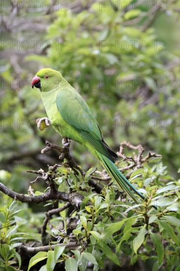 Collared Conure (Psittacula krameri), Alexander's Conure, adult, male, on tree, feeding, with food, Western Cape, South Africa