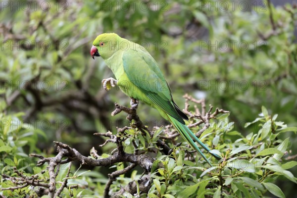 Collared Conure (Psittacula krameri), Alexander's Conure, adult, male, on tree, feeding, with food, Western Cape, South Africa