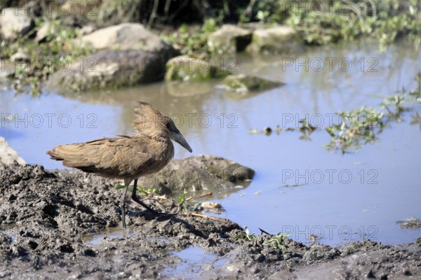 Hammerhead (Scopus umbretta), shadow bird, adult, on the bank, on the water, foraging, Kruger, Kruger National Park, South Africa