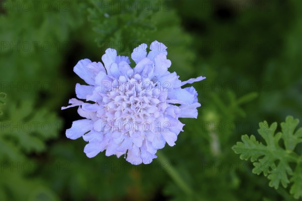 Scabiosa lucida, flower, in bloom, Kirstenbosch Botanical Gardens, Cape Town, South Africa