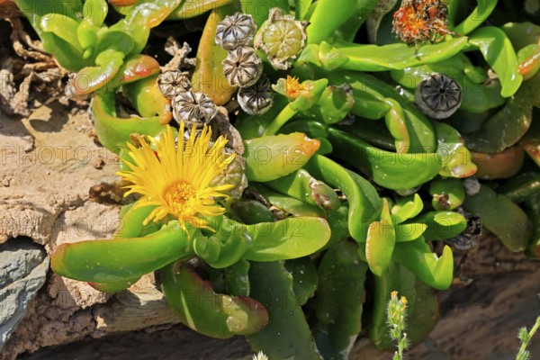Tongue-leaf plant, succulent species, flower, flowering, yellow, Karoo Botanic Gardens, Worcester, Western Cape, South Africa