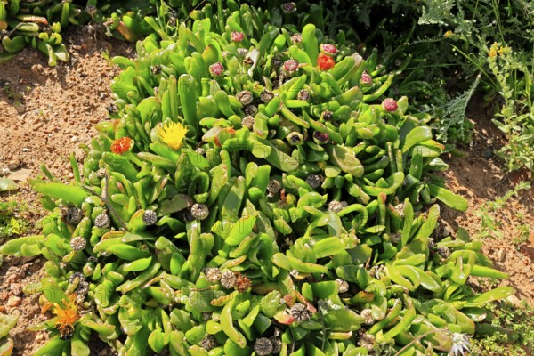 Glottiphyllum carnosum, succulent species, flowering, Karoo Botanic Gardens, Worcester, Western Cape, South Africa