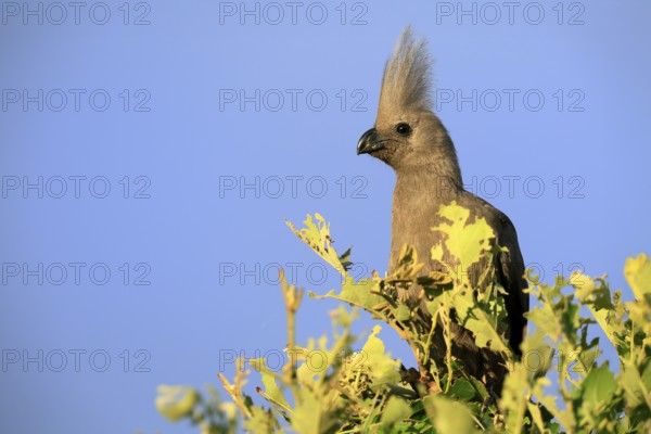 Grey Go-away-bird (Crinifer concolor), Grey Go-away-bird, adult, on tree, alert, portrait, Kruger, Kruger National Park, South Africa