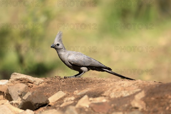 Grey Go-away-bird (Crinifer concolor), Grey Go-away-bird, adult, on ground, foraging, alert, Kruger, Kruger National Park, South Africa