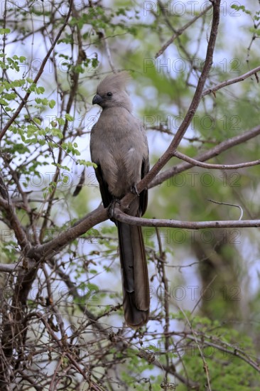 Grey Go-away-bird (Crinifer concolor), Grey Go-away-bird, adult, on tree, alert, Kruger, Kruger National Park, South Africa