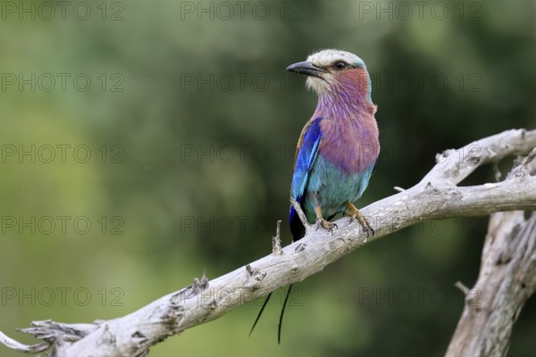 Forked Roller (Coracias caudata), adult, on guard, Kruger, Kruger National Park, South Africa