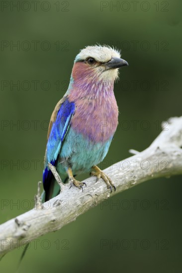 Forked Roller (Coracias caudata), adult, on guard, Kruger, Kruger National Park, South Africa
