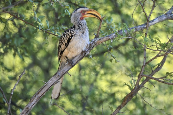 Southern Yellow-billed Hornbill (Tockus leucomelas), Red-ringed Hornbill, adult, on tree, alert, Kruger, Kruger National Park, South Africa