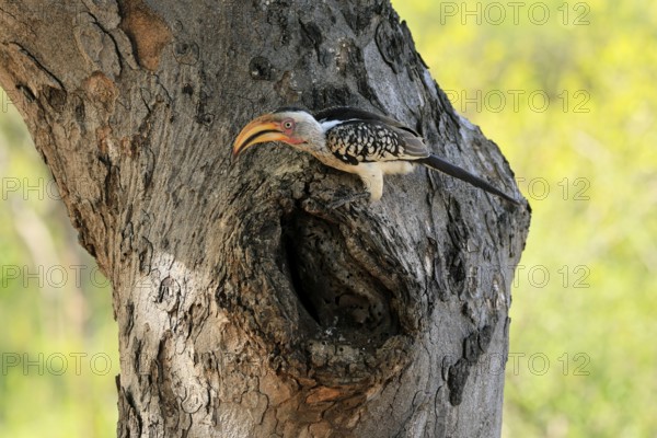 Southern Yellow-billed Hornbill (Tockus leucomelas), Red-ringed Hornbill, adult, male, at breeding den, alert, Kruger, Kruger National Park, South Africa