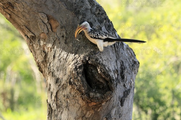 Southern Yellow-billed Hornbill (Tockus leucomelas), Red-ringed Hornbill, adult, male, at breeding den, with food, alert, Kruger, Kruger National Park, South Africa