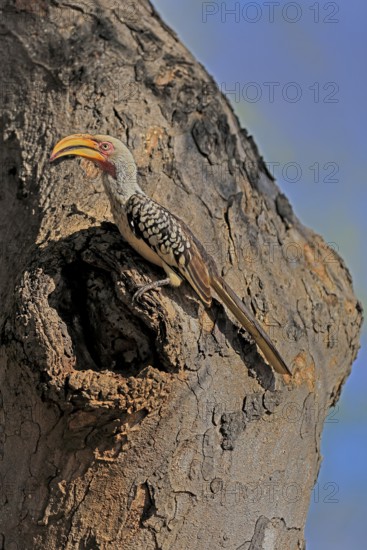Southern Yellow-billed Hornbill (Tockus leucomelas), Red-ringed Hornbill, adult, male, at breeding den, alert, Kruger, Kruger National Park, South Africa