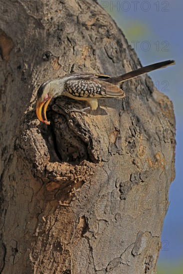 Southern Yellow-billed Hornbill (Tockus leucomelas), Red-ringed Hornbill, adult, male, at breeding den, with food, alert, Kruger, Kruger National Park, South Africa