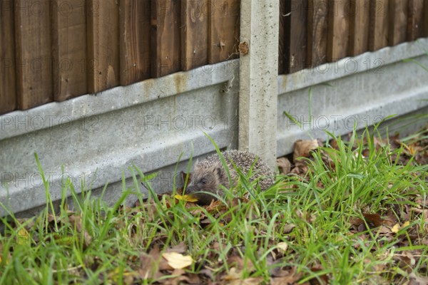 European hedgehog (Erinaceus europaeus) adult animal next to a concrete based wooden urban garden fence, Suffolk, England, United Kingdom