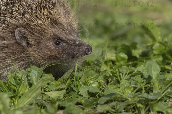European hedgehog (Erinaceus europaeus) adult animal in an urban garden, England, United Kingdom