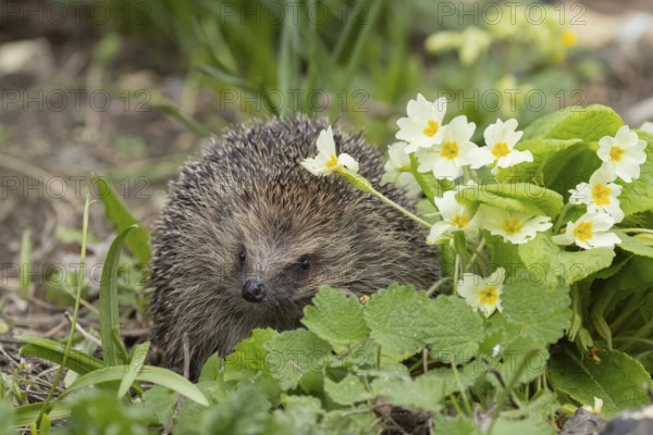 European hedgehog (Erinaceus europaeus) adult animal next to wild primrose flowers in the spring, England, United Kingdom