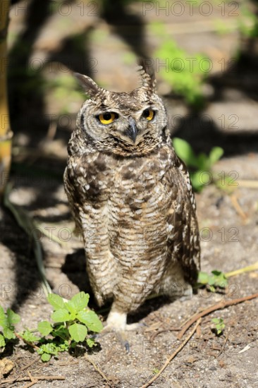 Spotted Eagle Owl (Bubo africanus), adult, on the ground, alert, Cape Town, Western Cape, South Africa