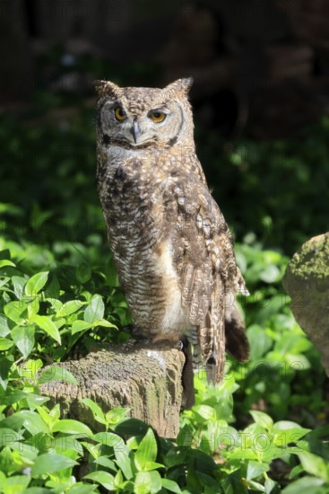 Spotted Eagle Owl (Bubo africanus), adult, on tree trunk, alert, Cape Town, Western Cape, South Africa