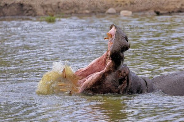 Hippopotamus (Hippopatamus amphibius), adult, in water, yawning, threatening, portrait, Kruger, Kruger National Park, South Africa