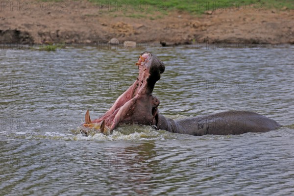 Hippopotamus (Hippopatamus amphibius), adult, in water, yawning, threatening, Kruger, Kruger National Park, South Africa