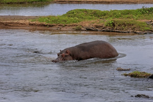 Hippopotamus (Hippopatamus amphibius), adult, in water, Kruger, Kruger National Park, South Africa