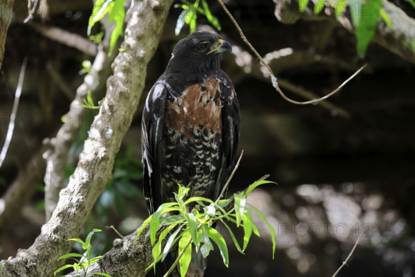 Rock Buzzard (Buteo rufofuscus), Jackal Buzzard, adult, on tree, perch, South Africa