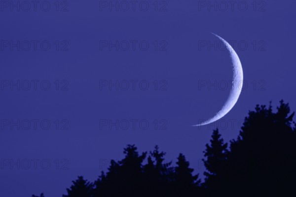 Crescent moon... Moon, new moon in the dark night sky above the tops of the fir trees, narrow, waxing moon in crescent shape above the tops of the fir trees, first quarter or waxing crescent, super telephoto, evening mood, night mood, blue hournature, Meerbusch, DÃ¼sseldorf, Rhineland, Lower Rhine, North Rhine-Westphalia, Germany, Western Europe