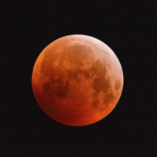 The 21.01.2019... Core shadow lunar eclipse... Blood moon (super moon, lunar eclipse), brightly shining, very large, red-orange moon, full moon in the night sky with stars, super telephoto, super moon, strawberry moon, local nature, Meerbusch, DÃ¼sseldorf, Rhineland, Lower Rhine, North Rhine-Westphalia, Germany, Western Europe