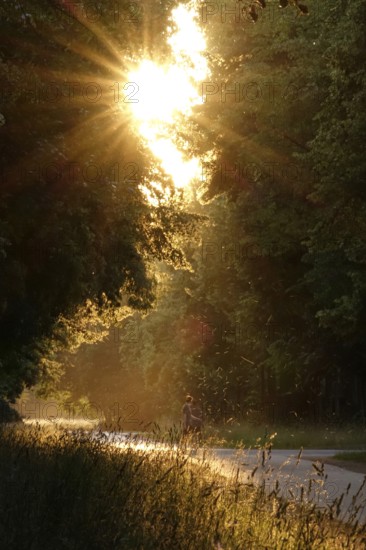 Evening atmosphere in a park, summer, Germany