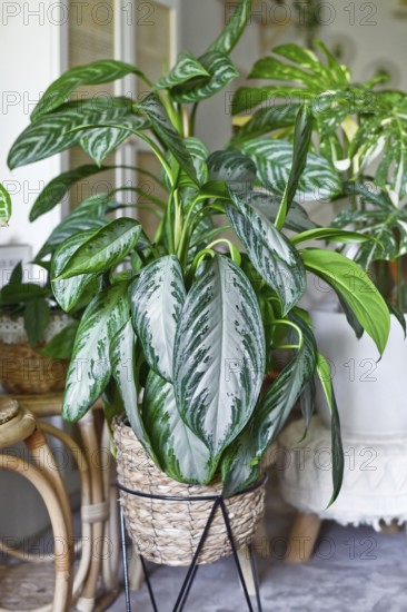Tropical 'Aglaonema Silver Bay' houseplant with silver pattern in basket pot in boho style living room with many plants